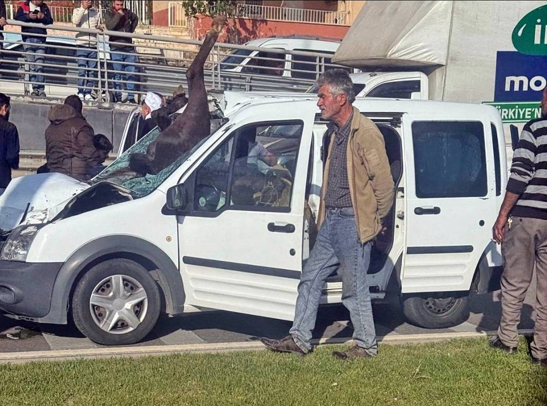 Yola fırlayan at, sivil polis aracına girdi! 1'i ağır 2 polis yaralandı, at ise öldü 2